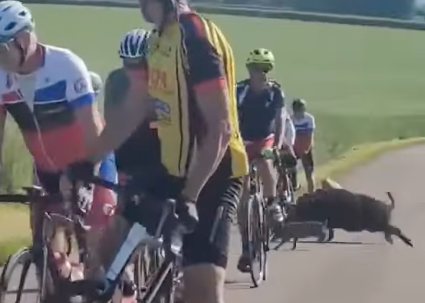 Wild Boar Takes Out Cyclists In France