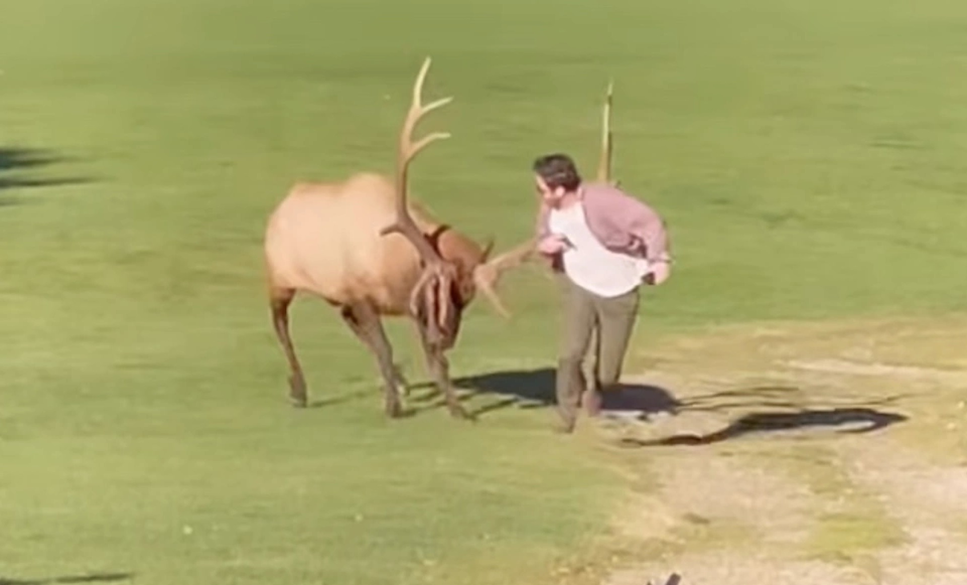 VIDEO: Bull Elk Sends Overconfident Photographer Running For His Life
