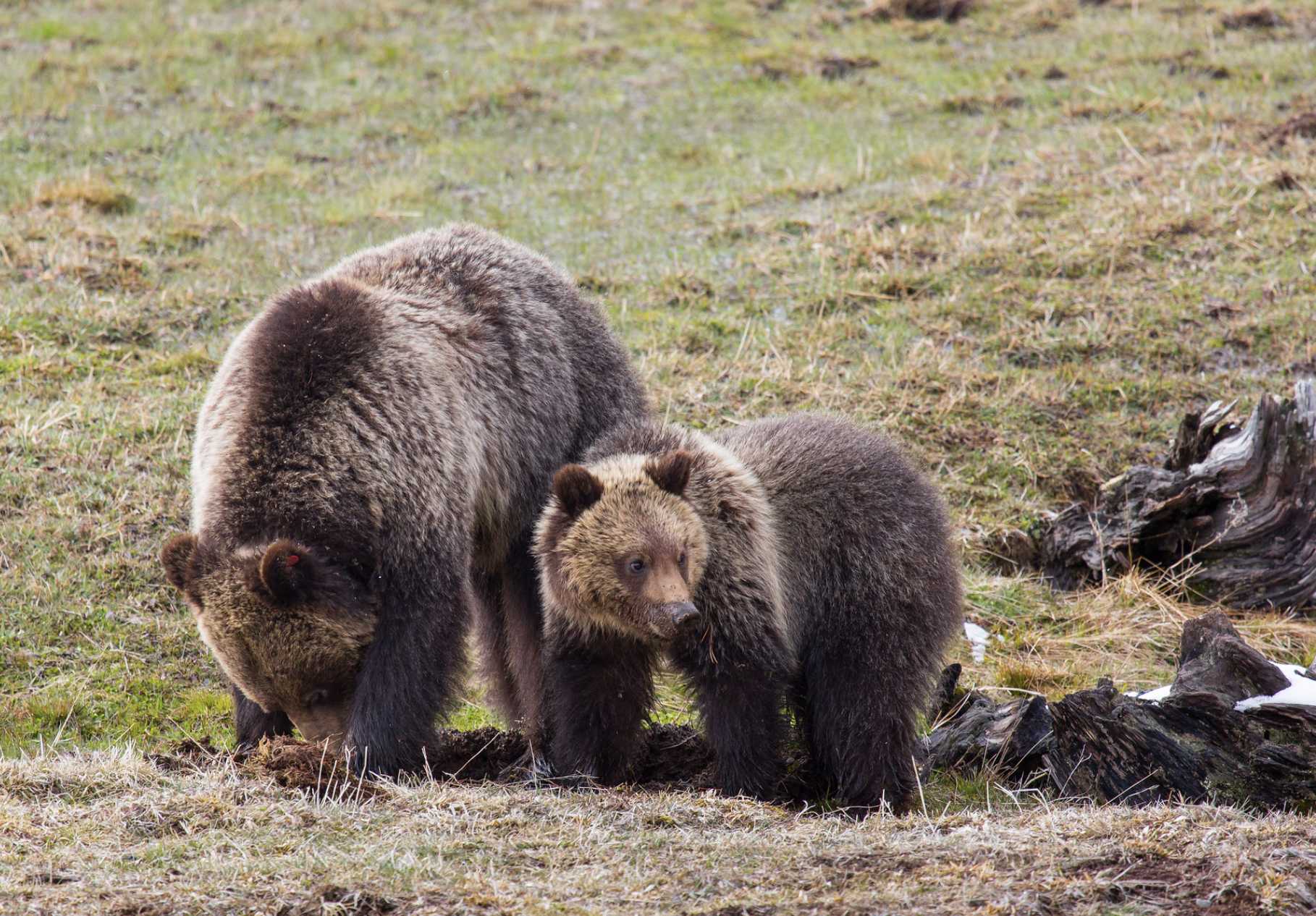 Yellowstone Guide Helps Trucker Narrowly Avoid Grizzly Attack After Colliding With Yearling