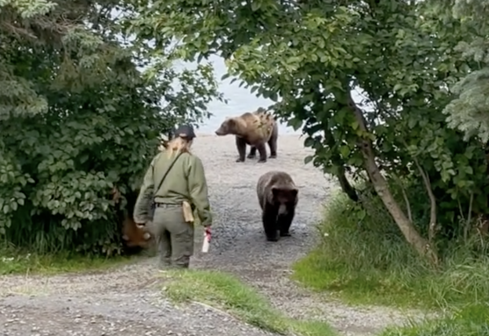 VIDEO: Brave National Park Ranger Stands Up To Three Grizzly Bears