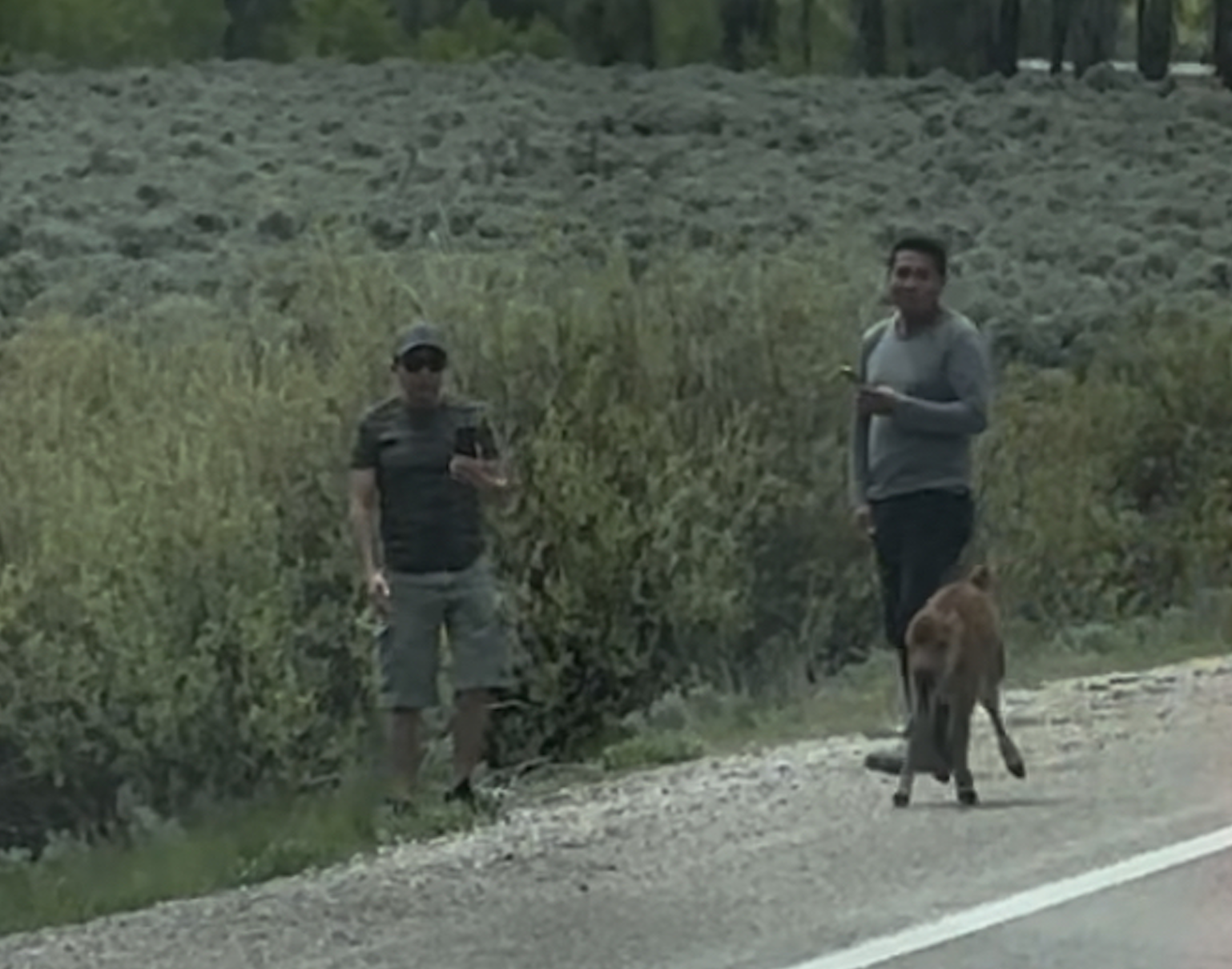 Grand Teton National Park Needs Help Identifying These Two Men Caught Harassing A Bison Calf